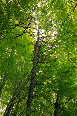 Forest vertical background photo. Carbon neutrality concept