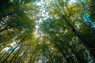 Carbon neutrality or carbon net zero concept background. Trees of the forest