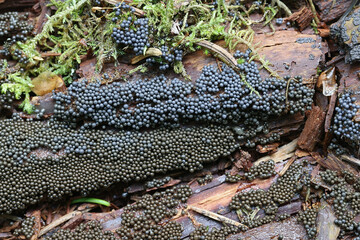 Cribraria argillacea, a slime mold from Finland, no common English name