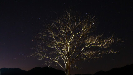星空の夜に光る木の血管