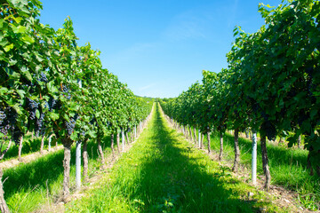 Fototapeta na wymiar Large bunches of red wine grapes in vineyard.