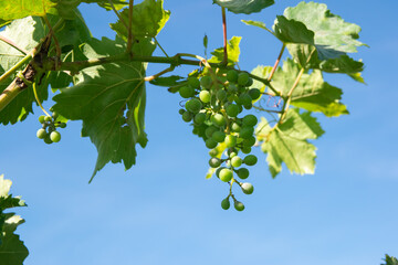 Large bunches of red wine grapes in vineyard. Green vineyards for wine production.