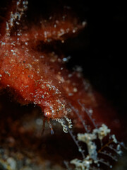 Orang-Utan Krabbe, Orangutan Crab (Achaeus japonicus)