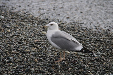 seagull on the beach by the sea