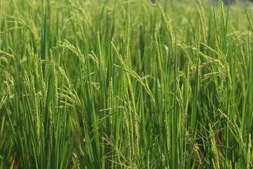 Fototapeta na wymiar paddy rice field, close up paddy