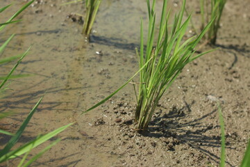 paddy rice field, close up paddy