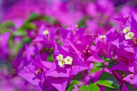 violette Bl&uuml;ten der kahlen Drillingsblume, Bougainvillea glabra