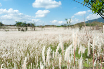 Field of Miscanthus