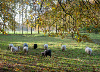 small flock of sheep graze in meadow near autumnal oak trees in the netherlands - 699638450