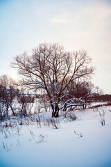Fototapeta na wymiar Beautiful winter landscape with lonely tree on snow-covered field