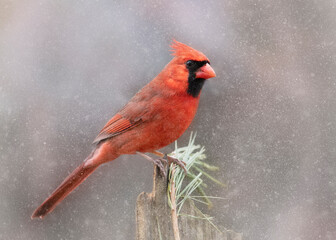 cardinal in snow