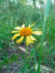 Close-up helenium amarum in a field, meadow