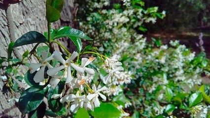 Close-up white jasmine in a garden meadow