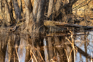 Fototapeta na wymiar Reflection of tree trunks in the water of the marsh