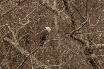 Bald Eagle preens while perched on a tree branch in the Delaware Water Gap National Recreation Area