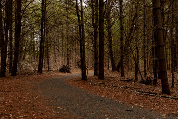 Grove of pine trees on the McDade Trail in the Delaware Water Gap National Recreation Area
