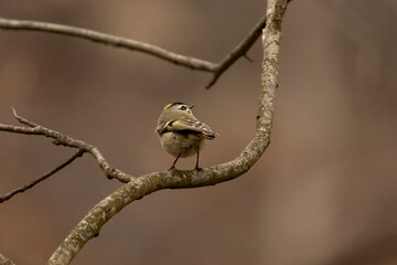 Golden-crowned Kinglet perched on a tree branch