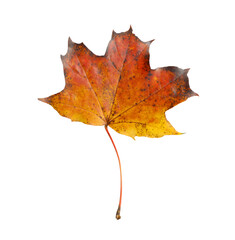 One maple leaf isolated on white. Autumn season