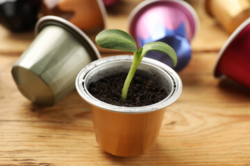 Coffee capsules and seedling on wooden table, closeup