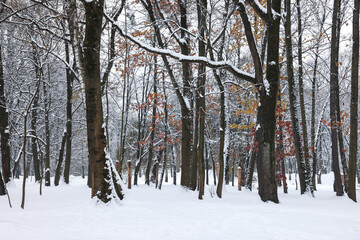 Trees covered with snow in winter park