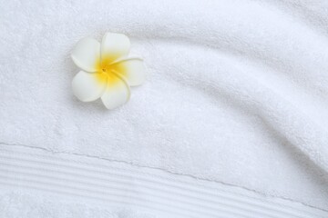 Plumeria flower on white terry towel, top view. Space for text