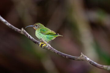 Tropical Purple Honeycreeper, Cyanerpes caeruleus, resting on a branch in the rainforest