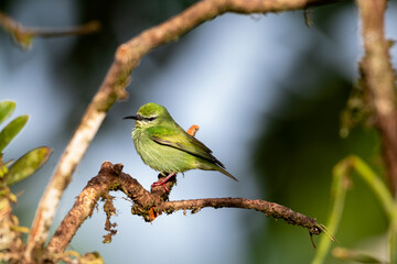 Cute green bird, a Red-legged Honeycreeper perching in the sunlight on a branch in the rainforest