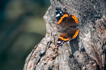Red Admiral Butterfly (Vanessa atalanta)