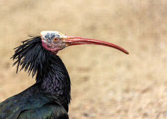 Northern Bald Ibis (Geronticus eremita) Outdoors
