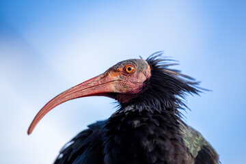 Northern Bald Ibis (Geronticus eremita) Outdoors