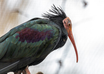 Northern Bald Ibis (Geronticus eremita) Outdoors