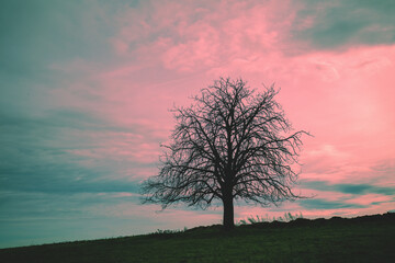 Alone bare tree on the hill against sunset sky