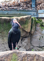 Northern Bald Ibis (Geronticus eremita) Outdoors