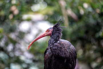Northern Bald Ibis (Geronticus eremita) Outdoors
