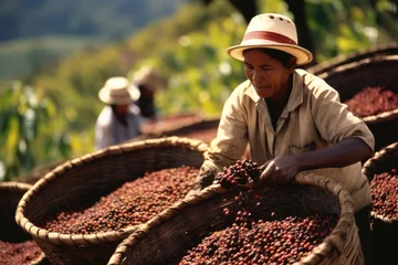Foto op Canvas In Brazil, Brazilian farmers can be seen harvesting coffee beans and placing them in baskets. © kardaska