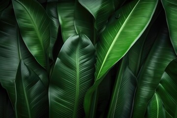 Tropical banana leaf, abstract green banana leaf, large palm foliage nature dark green background.