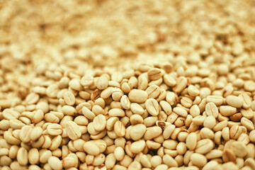 Coffee beans drying in the sun. Coffee plantations