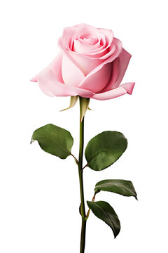Photo of pink rose, minimal , clean, valentines