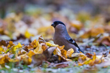 Common Bullfinch (Pyrrhula pyrrhula), adult, Bavaria, Germany