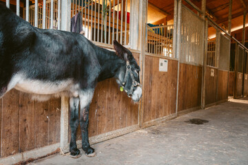 A donkey stands in a paddock on a farm. Donkey on a background of wooden boards. Black donkey on...