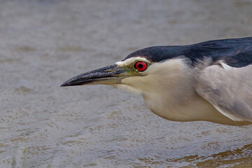 Black-crowned Night Heron (Nycticorax nycticorax), close-up, Mallorca, Spain