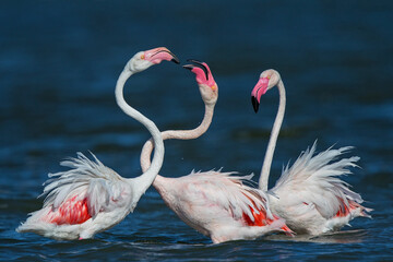 Greater Flamingo (Phoenicopterus roseus), Sardinia, Italy