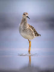 Ruff - Philomachus pugnax / Calidris pugnax