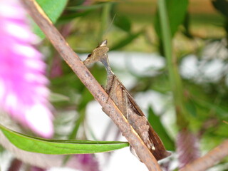 La grandeza de una mantis que con su color marron se mezcla con la naturaleza en un desfile de...
