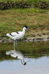 Pied Avocet (Recurvirostra avosetta), foraging, Schleswig-Holstein, Germany