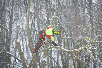 Worker sitting in a tree using a chainsaw to cut off branches while cutting down the tree. Europe.
