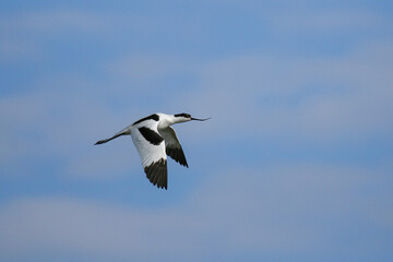 Pied Avocet (Recurvirostra avosetta), flying, Schleswig-Holstein, Germany