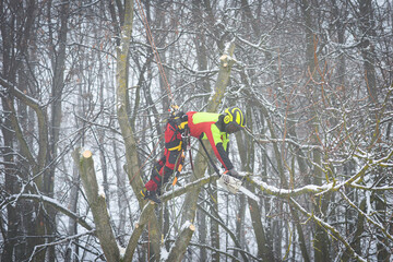 Worker sitting in a tree using a chainsaw to cut off branches while cutting down the tree. Europe.