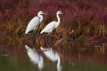 Little Egret (Egretta garzetta), adults foraging in salt marsh, Croatia