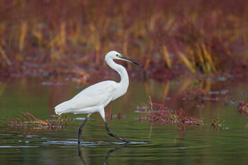 Little Egret (Egretta garzetta), adult foraging in salt marsh, Croatia